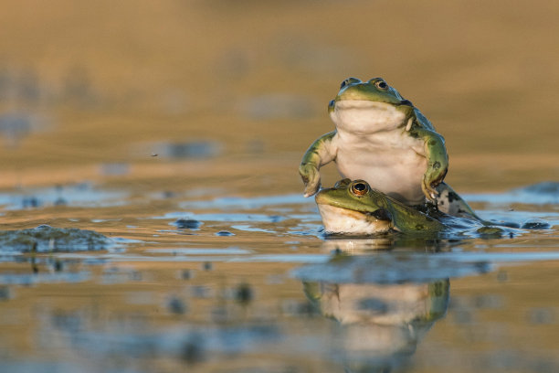 蛙蛙叫