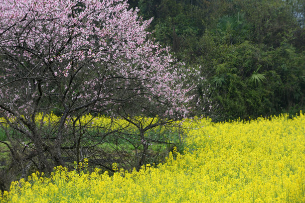 文明新农村