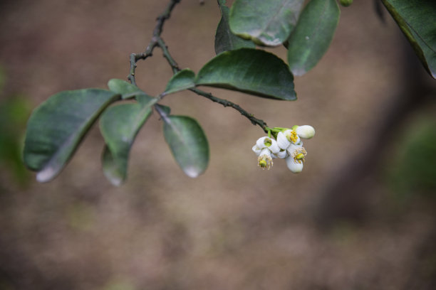 柚子开花