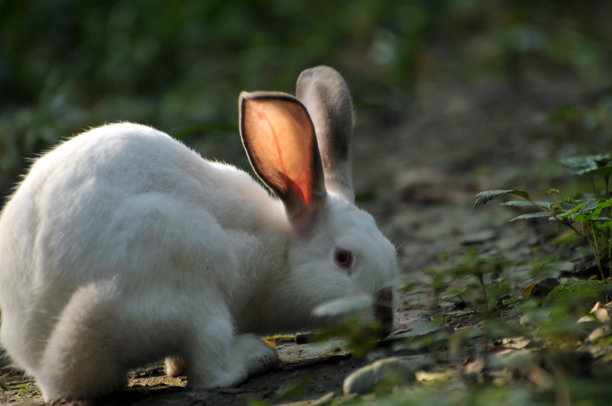 田野中的小白兔