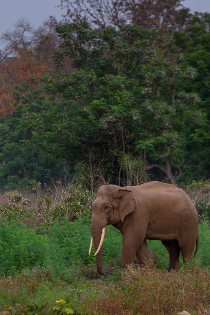大象小象亚洲象