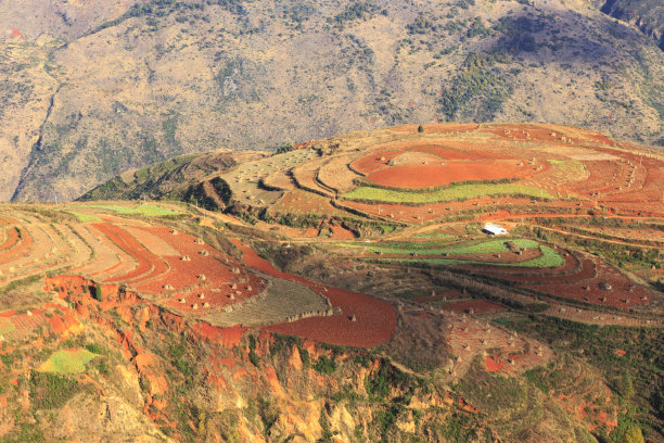 乡村麦地