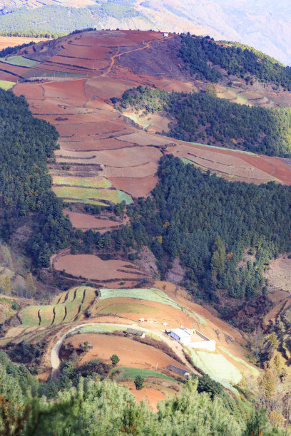 乡村麦地