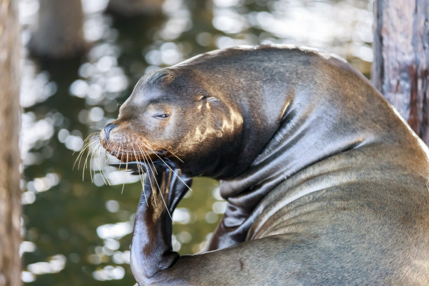 水生物