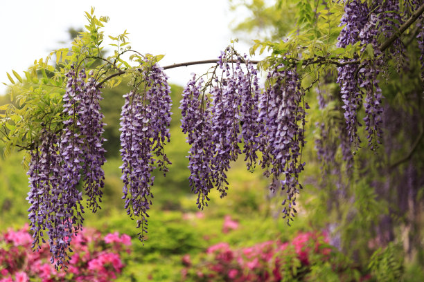 丁香花图片