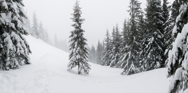 雪地里的一棵树