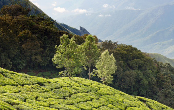 茶树庄园