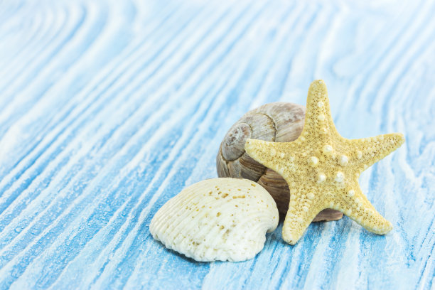 贝壳海星海螺