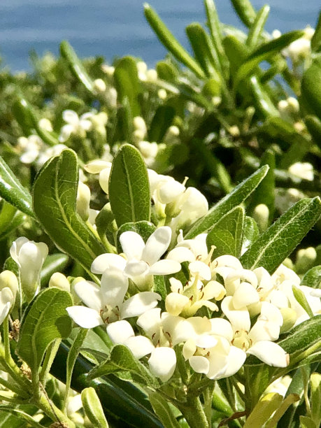 海桐花