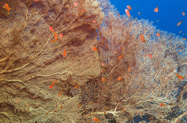 深海生物