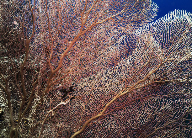 深海生物