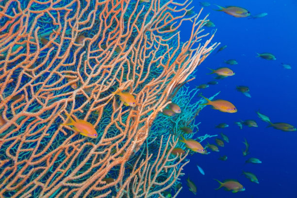 深海生物