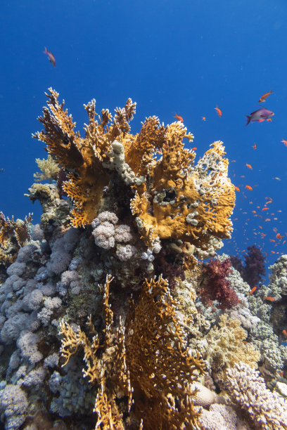 深的深海生物