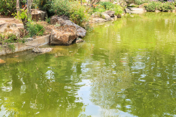 鲤鱼在岩石上游泳