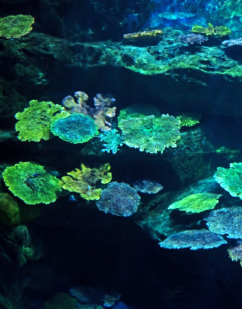 海底世界 珊瑚