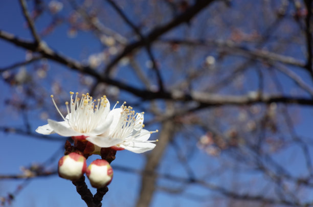 高雅的白梅花高清特写