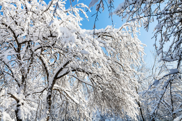 梨花落雪