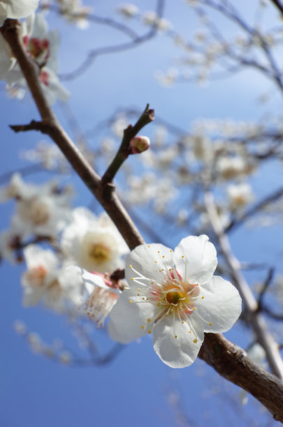 高雅的白梅花高清特写