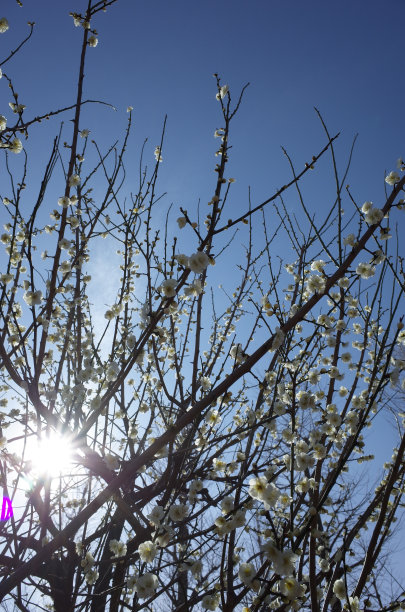 高雅的白梅花高清特写