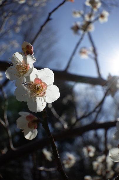 高雅的白梅花高清特写