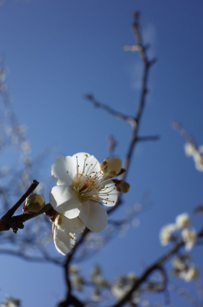 高雅的白梅花高清特写