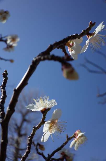 高雅的白梅花高清特写