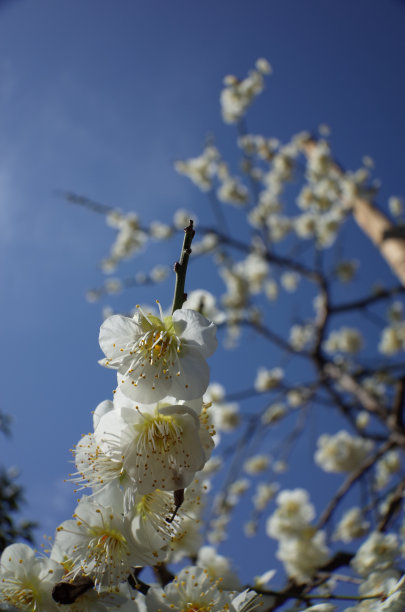 高雅的白梅花高清特写