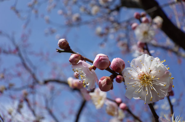 高雅的白梅花高清特写