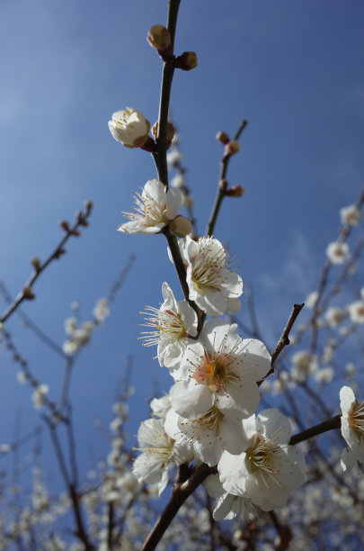 高雅的白梅花高清特写