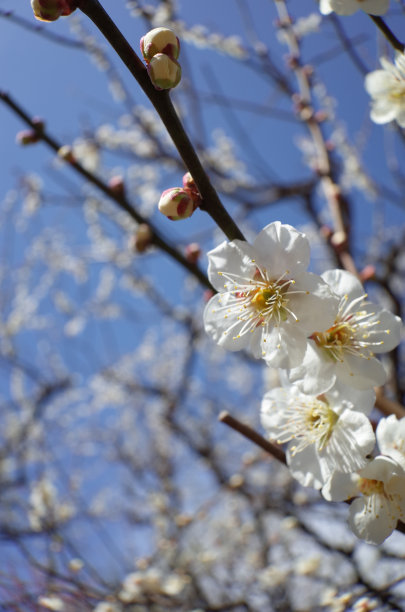 高雅的白梅花高清特写