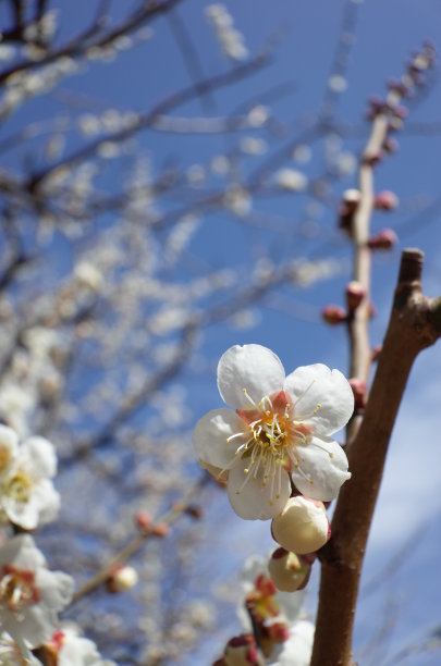 高雅的白梅花高清特写