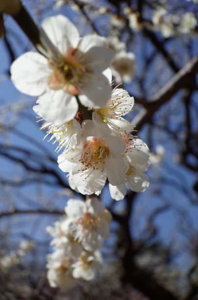 高雅的白梅花高清特写