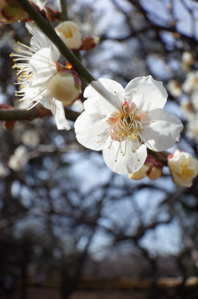 高雅的白梅花高清特写