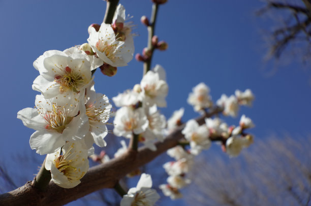 高雅的白梅花高清特写