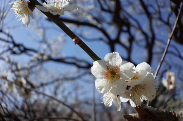 高雅的白梅花高清特写