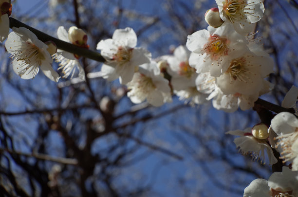 高雅的白梅花高清特写