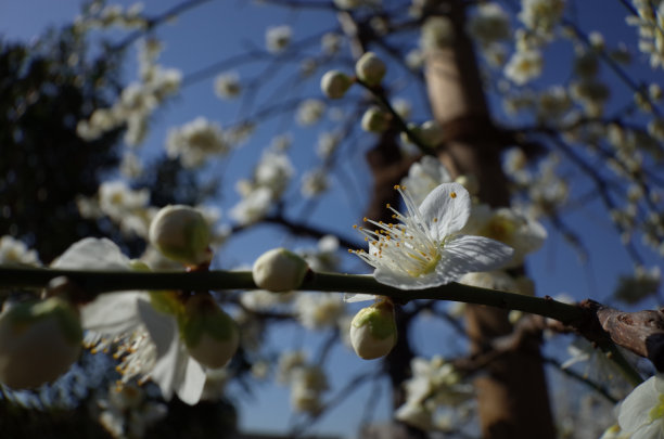 高雅的白梅花高清特写