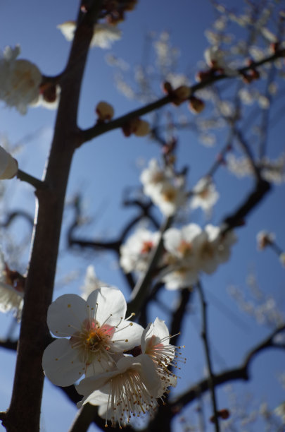 高雅的白梅花高清特写