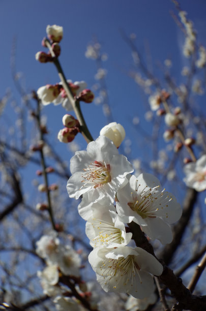 高雅的白梅花高清特写