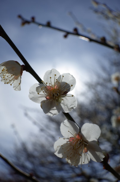 高雅的白梅花高清特写