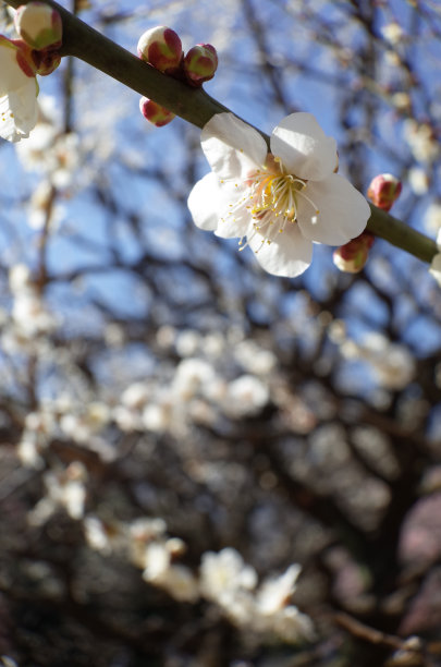 高雅的白梅花高清特写