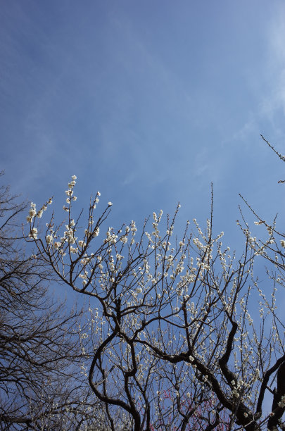 高雅的白梅花高清特写