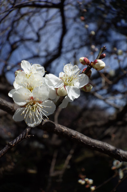 高雅的白梅花高清特写