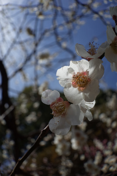 高雅的白梅花高清特写