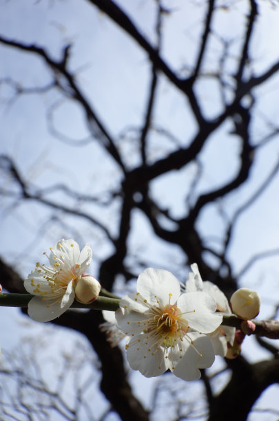 高雅的白梅花高清特写