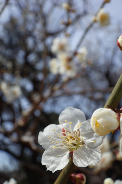 高雅的白梅花高清特写