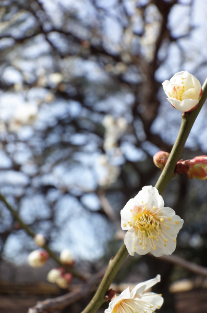 高雅的白梅花高清特写