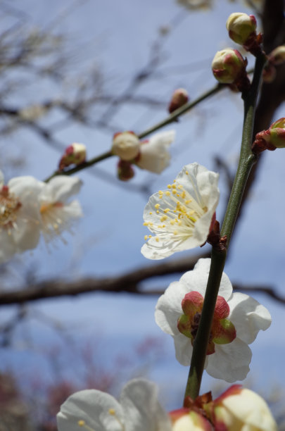 高雅的白梅花高清特写