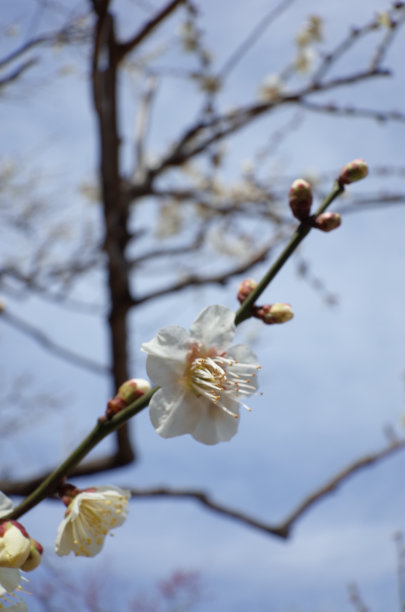 高雅的白梅花高清特写