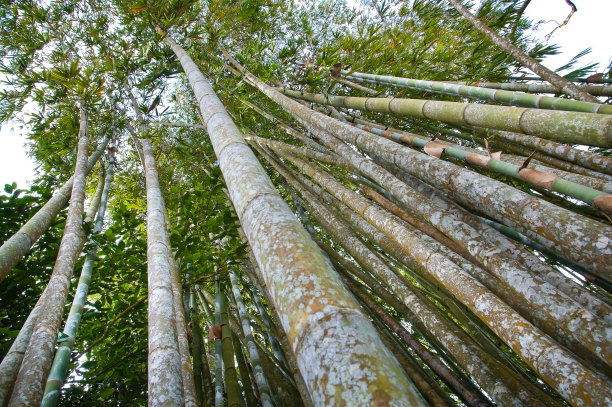 仰拍树枝